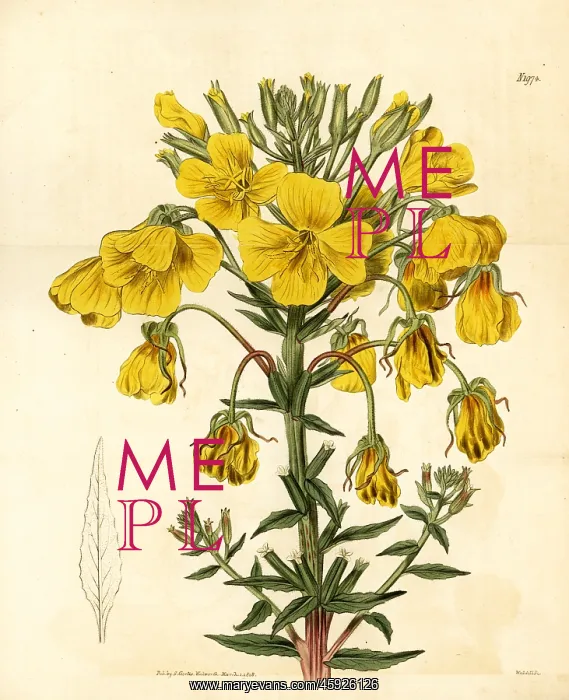  : Evening primrose or suncup, Oenothera corymbosa