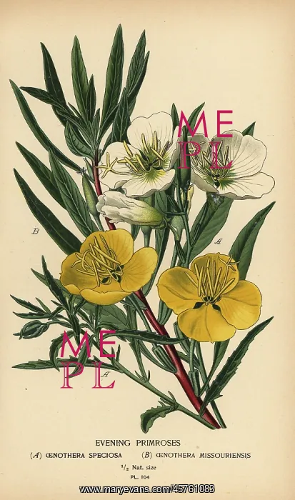 : Evening primroses : Evening primroses