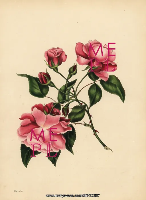 : The ever-blowing Rose, Beauty always new : The ever-blowing Rose, Beauty always new
