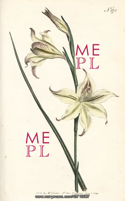 : Ever-flowering gladiolus or square-leaved : Ever-flowering gladiolus or square-leaved