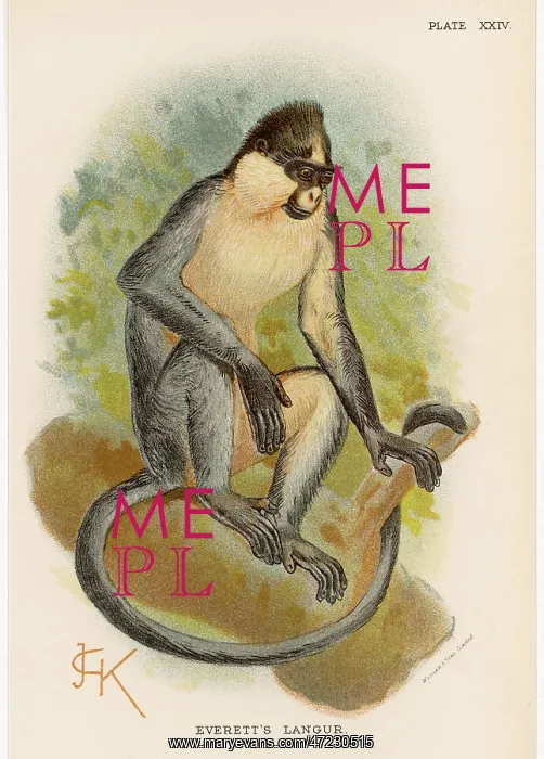  : EVERETT'S LANGUR / JCK