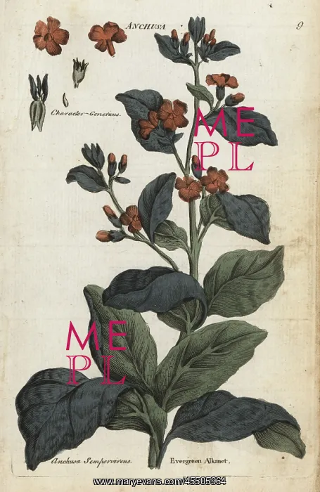 : Evergreen alkanet, Anchusa sempervirens : Evergreen alkanet, Anchusa sempervirens