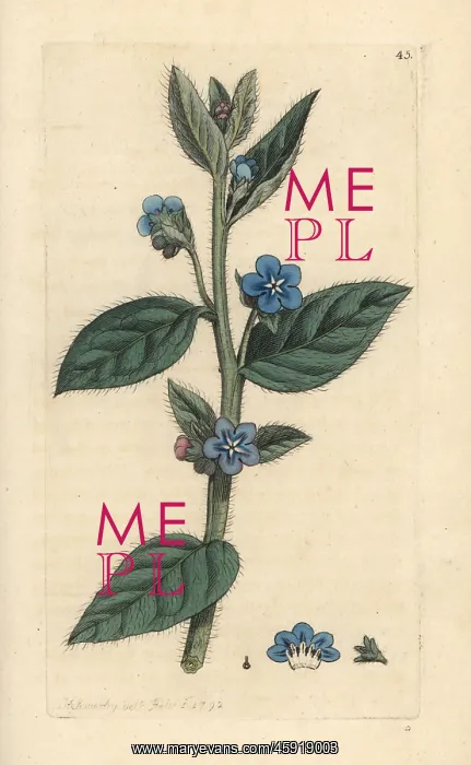 : Evergreen bugloss, Pentaglottis sempervirens : Evergreen bugloss, Pentaglottis sempervirens