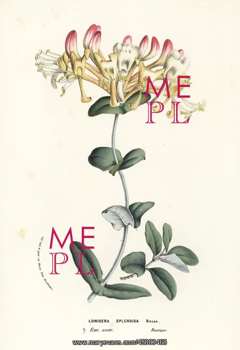  : Evergreen honeysuckle, Lonicera splendida