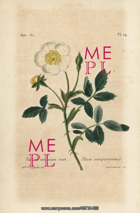 : Evergreen rose, Rosa sempervirens : Evergreen rose, Rosa sempervirens