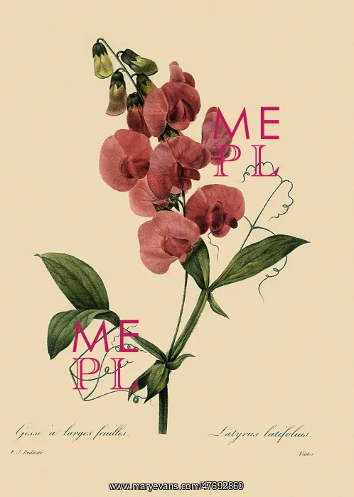  : Everlasting Pea