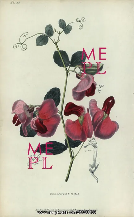: Everlasting pea, Lathyrus grandiflorus : Everlasting pea, Lathyrus grandiflorus