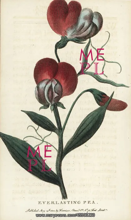 : Everlasting pea, Lathyrus latifolia : Everlasting pea, Lathyrus latifolia