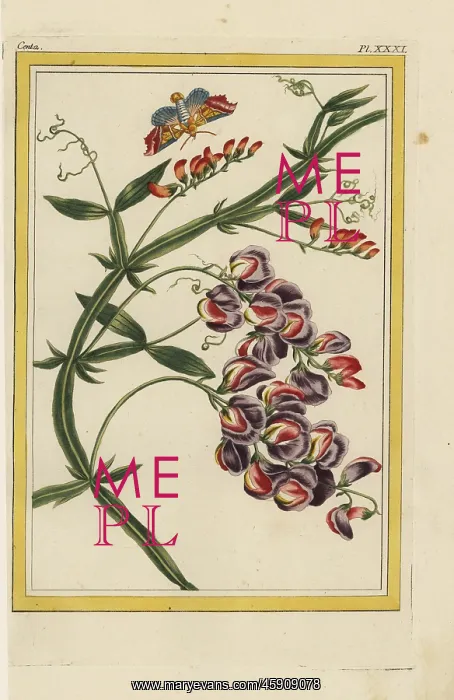 : Everlasting pea, Lathyrus latifolius : Everlasting pea, Lathyrus latifolius