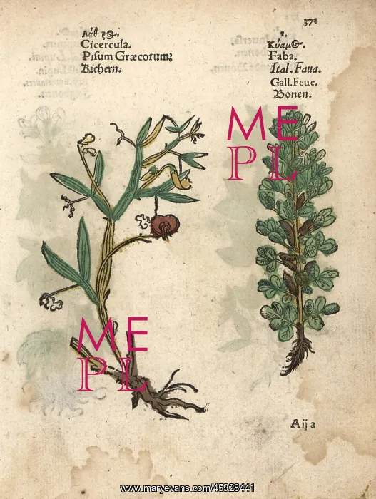 : Everlasting pea, Lathyrus latifolius, and : Everlasting pea, Lathyrus latifolius, and