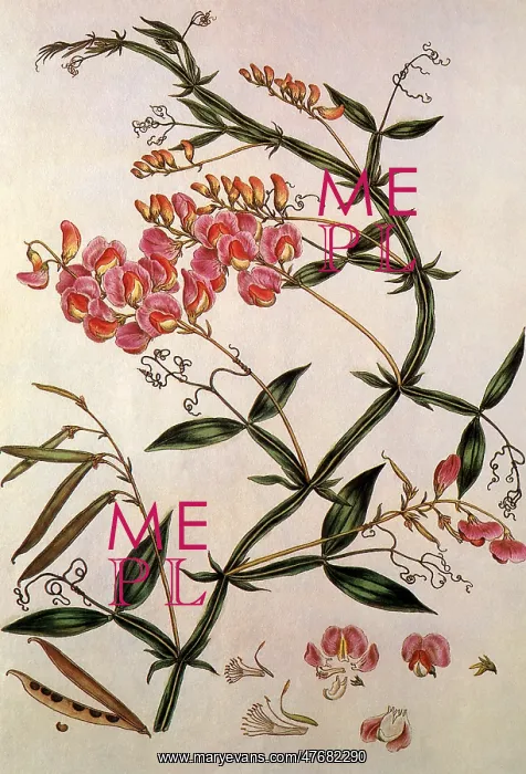 : Everlasting Pea, Lathyrus latifolius : Everlasting Pea, Lathyrus latifolius