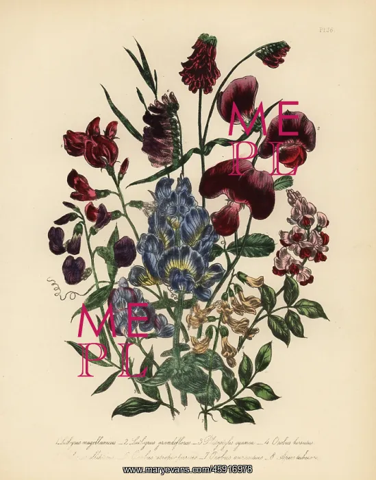 : Everlasting pea and vetch species : Everlasting pea and vetch species