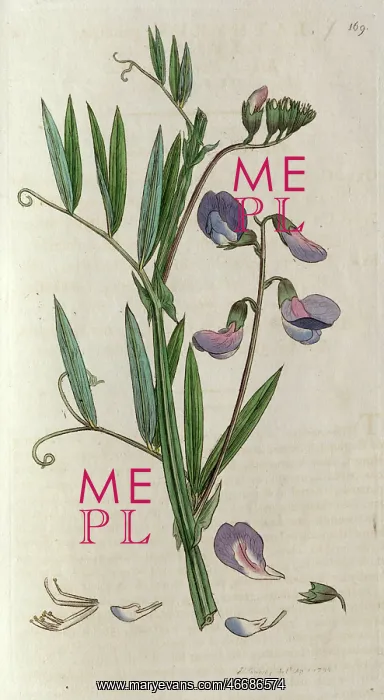 : Everlasting sweetpea : Everlasting sweetpea