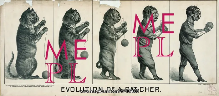 : Evolution of a cat-cher : Evolution of a cat-cher
