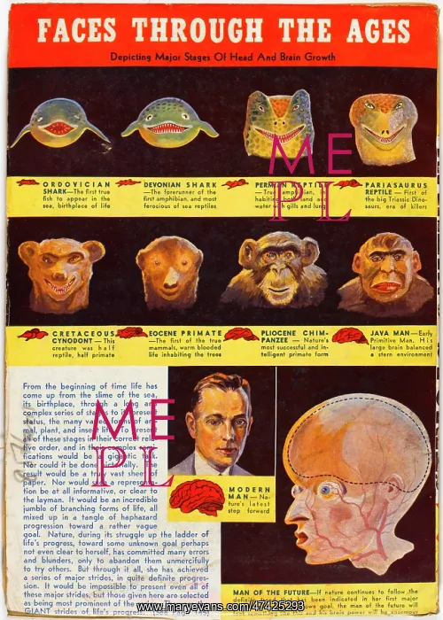 : EVOLUTION OF FACE : EVOLUTION OF FACE