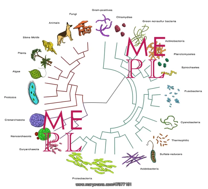 : Evolutionary Tree: Bacteria : Evolutionary Tree: Bacteria