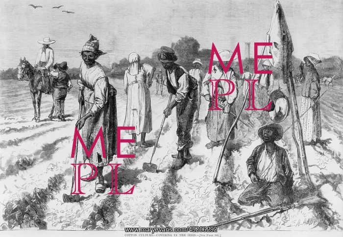 : Ex-slaves, working in a gang on a cotton ? : Ex-slaves, working in a gang on a cotton ?