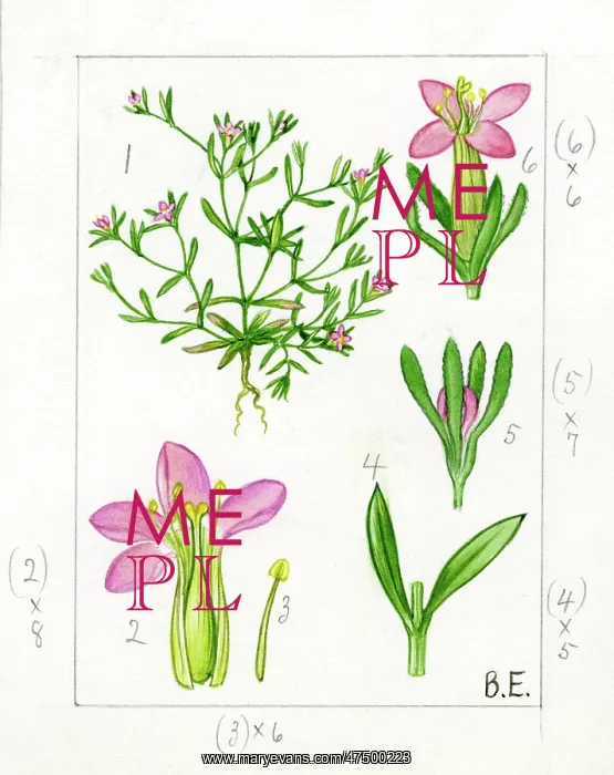 : Exaculum pusillum - Guernsey Centaury : Exaculum pusillum - Guernsey Centaury
