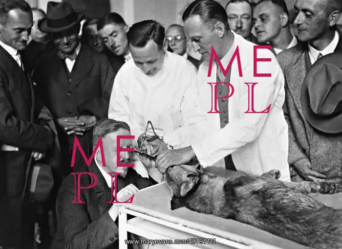 : Examination of the stomach of a dog, 1931 : Examination of the stomach of a dog, 1931