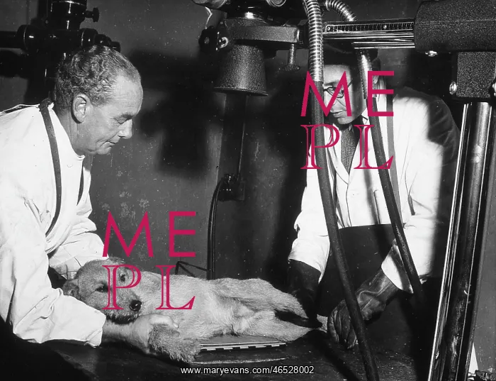 : EXAMINING A DOG : EXAMINING A DOG