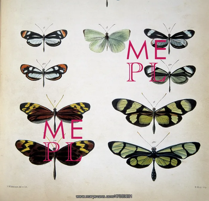 : Examples of mimicry among butterflies : Examples of mimicry among butterflies