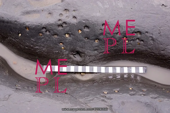: Excavating at Charmouth : Excavating at Charmouth