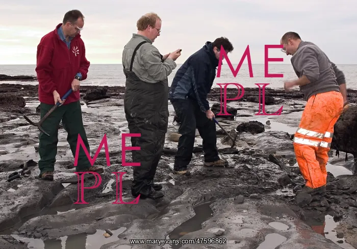 : Excavating at Charmouth : Excavating at Charmouth