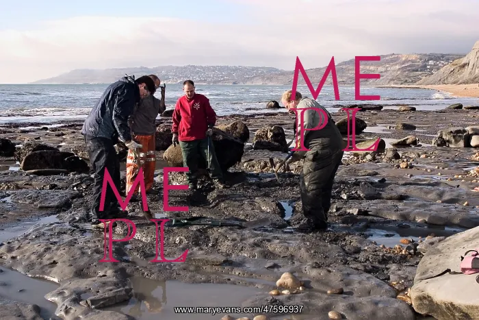 : Excavating at Charmouth : Excavating at Charmouth