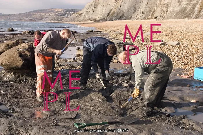: Excavating at Charmouth : Excavating at Charmouth