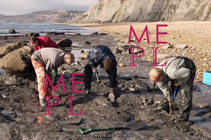 : Excavating at Charmouth : Excavating at Charmouth