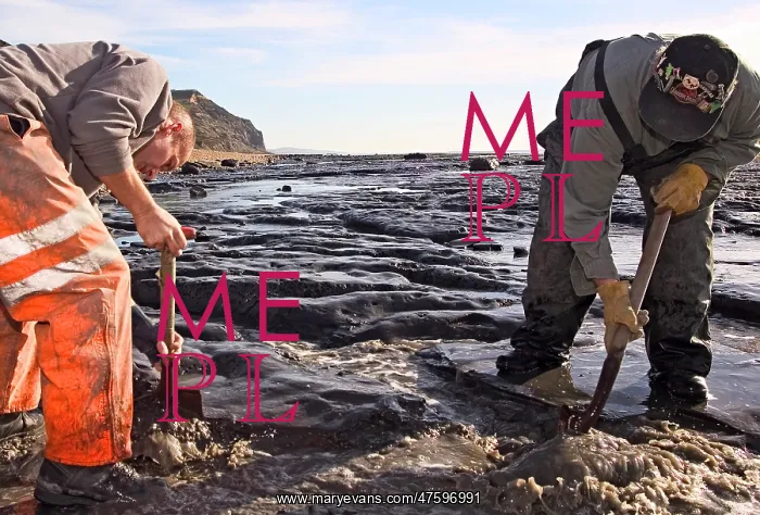 : Excavating at Charmouth : Excavating at Charmouth