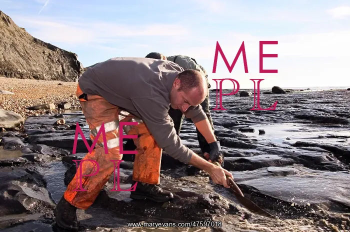 : Excavating at Charmouth : Excavating at Charmouth