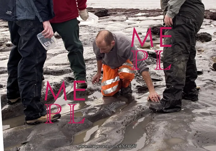 : Excavating at Charmouth : Excavating at Charmouth