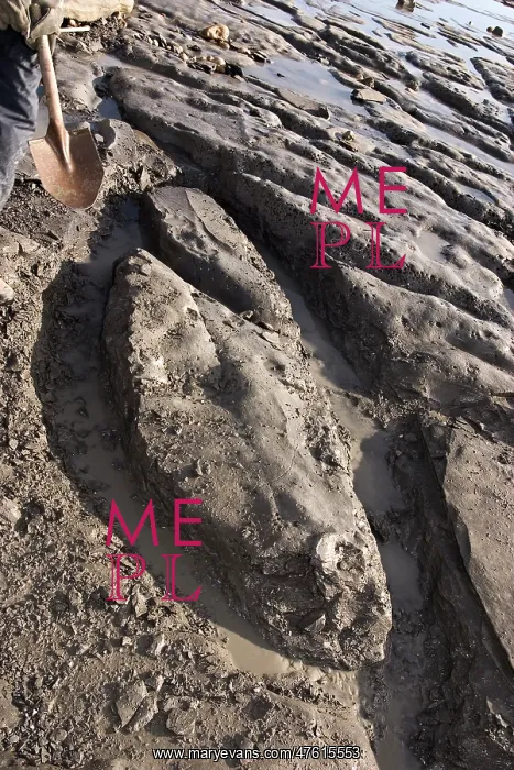 : Excavating at Charmouth : Excavating at Charmouth