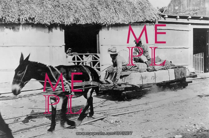 : Excavations in Calakmul, 1932 : Excavations in Calakmul, 1932