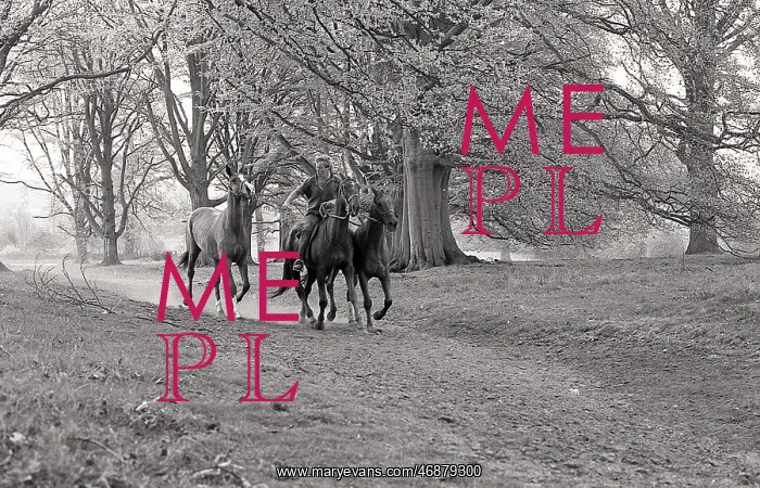  : Exercising horses, cantering by