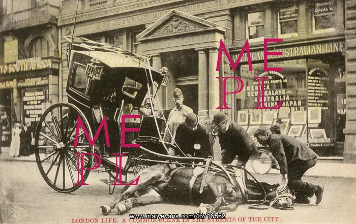 : An exhausted cab horse - The Strand, London : An exhausted cab horse - The Strand, London