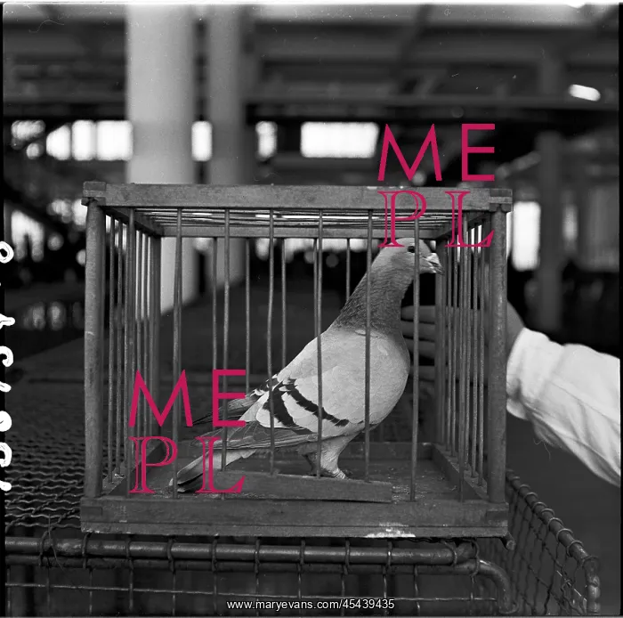 : Exhibition, dove : Exhibition, dove