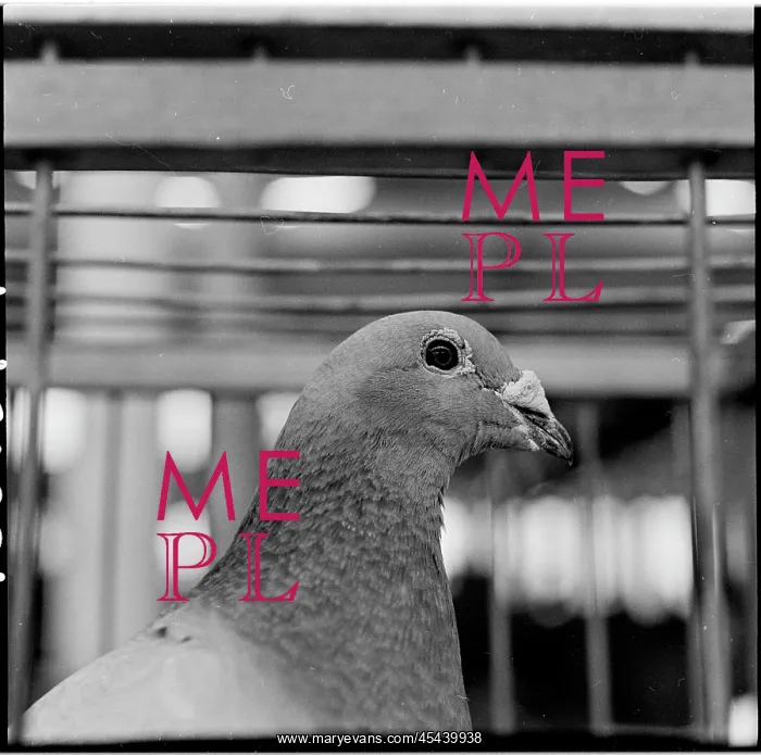: Exhibition, dove : Exhibition, dove