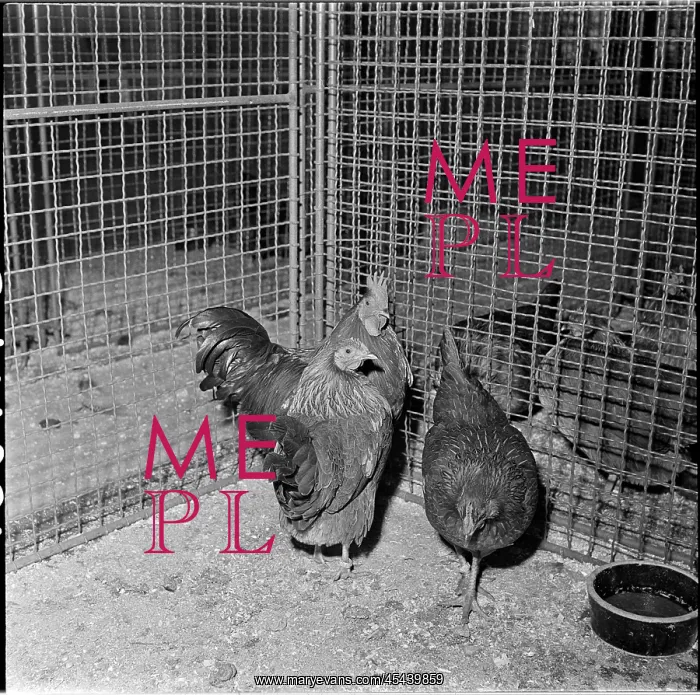 : Exhibition, dwarf velum, hens, poultry : Exhibition, dwarf velum, hens, poultry