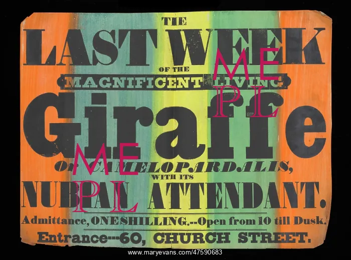 : Exhibition of a giraffe to the public : Exhibition of a giraffe to the public