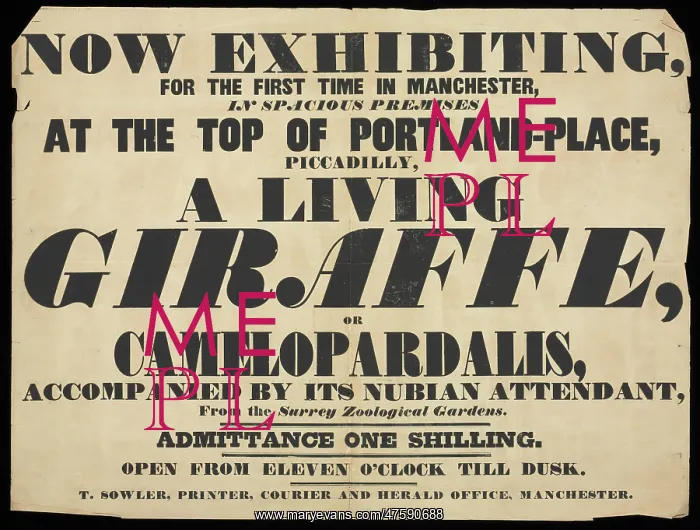 : Exhibition of a giraffe to the public, Manchester : Exhibition of a giraffe to the public, Manchester