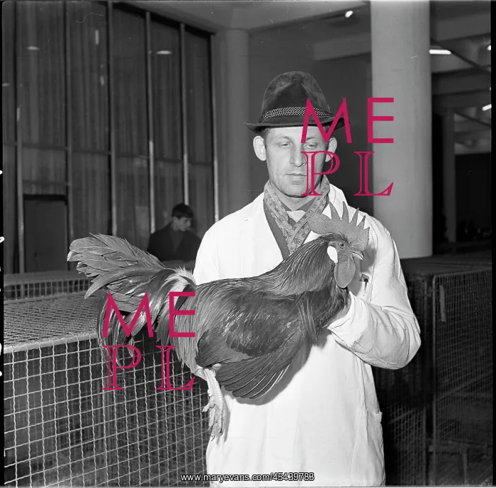: Exhibition, hen, rooster, partridge : Exhibition, hen, rooster, partridge