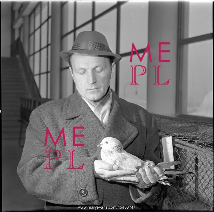 : Exhibition, pigeon : Exhibition, pigeon