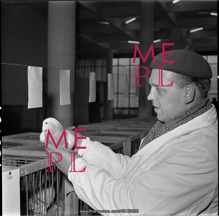 : Exhibition, pigeon, postal : Exhibition, pigeon, postal