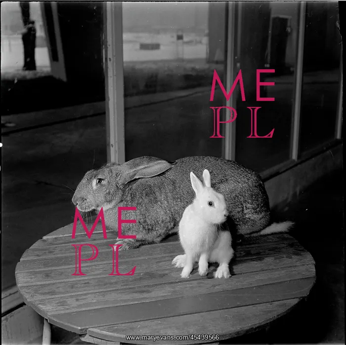 : Exhibition, rabbit, Belgian giant, blue-eyed ermine : Exhibition, rabbit, Belgian giant, blue-eyed ermine