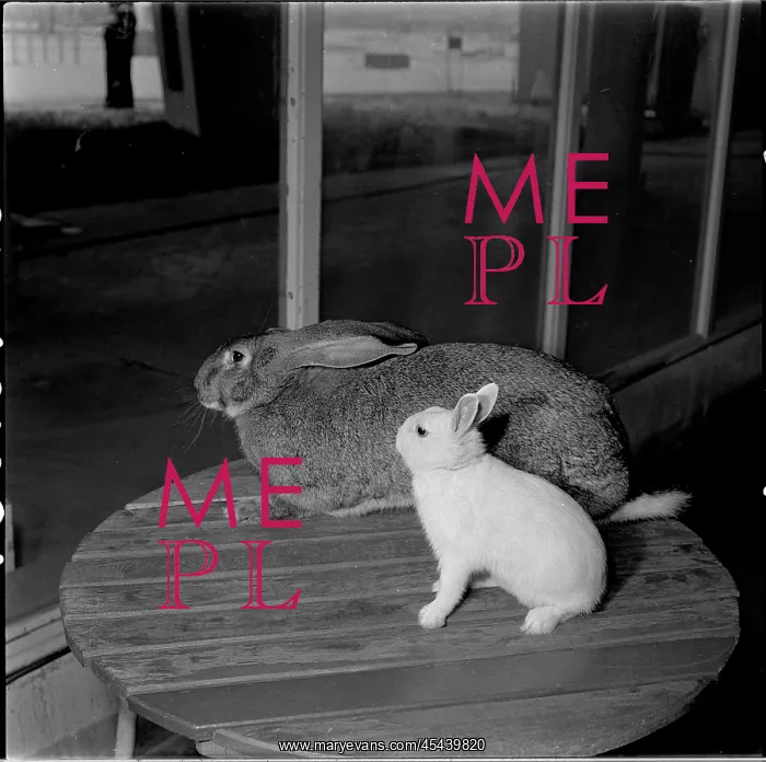 : Exhibition, rabbit, Belgian giant, blue-eyed ermine : Exhibition, rabbit, Belgian giant, blue-eyed ermine