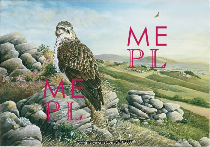 : Exmoor Evening ' young buzzard : Exmoor Evening ' young buzzard
