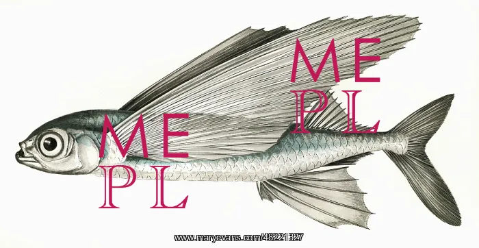 : Exocoetus exiliens, or Greater Flying Fish : Exocoetus exiliens, or Greater Flying Fish