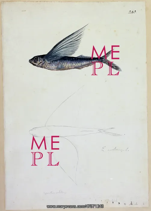 : Exocoetus volitans, tropical two-winged flyingfish : Exocoetus volitans, tropical two-winged flyingfish